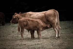 Orti01