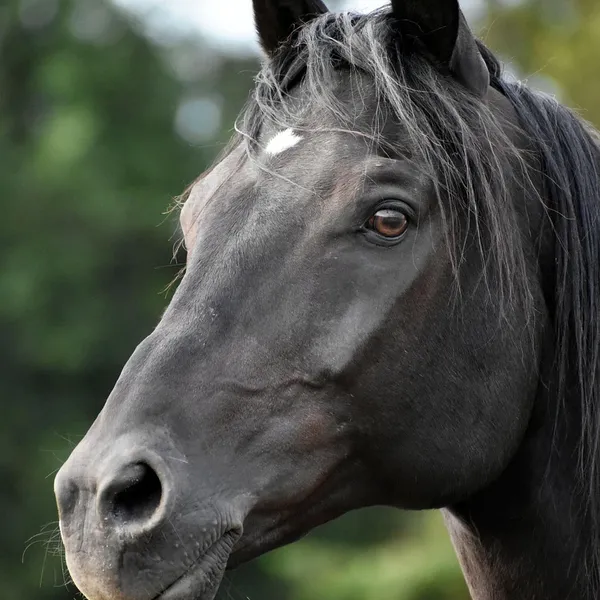 cavallino10